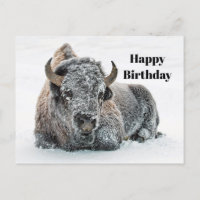 Wildlife Buffalo Snow Photo Birthday