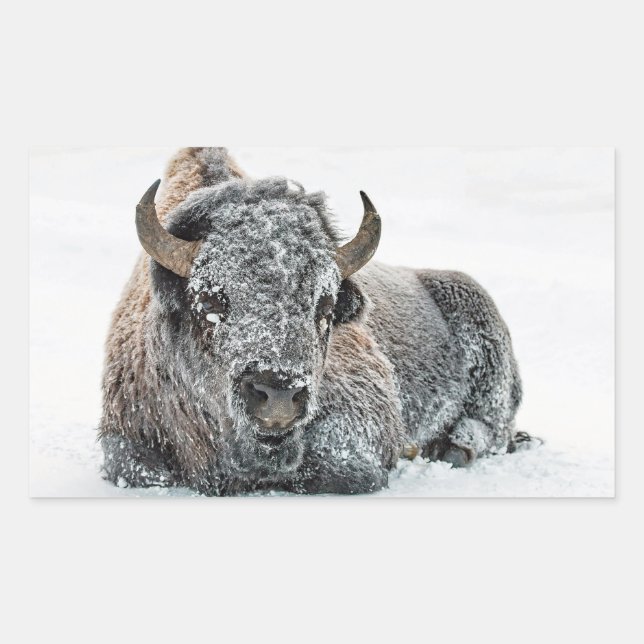 Wildlife Buffalo Snow Photo Rectangular Sticker (Front)