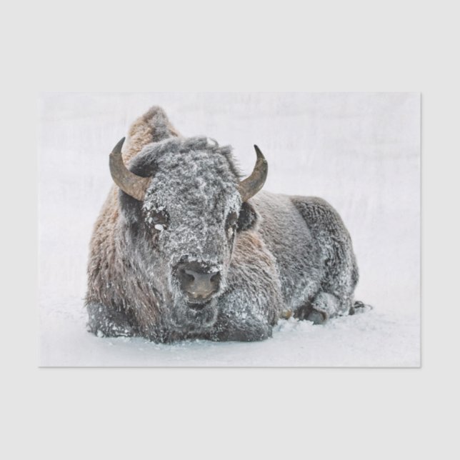Wildlife Buffalo Snow Photo Tissue Paper (Front)