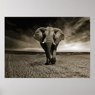Wildlife Bull Elephant Photo Poster