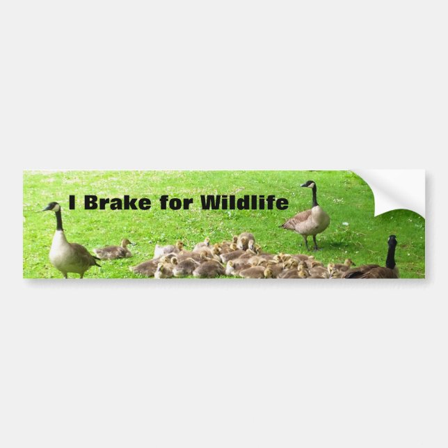 Wildlife Bumper Sticker (Front)