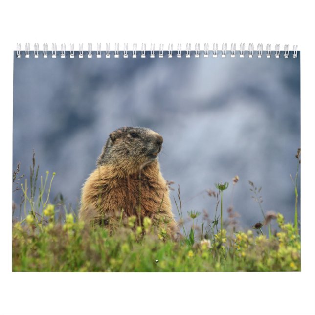 Wildlife Calendar (Cover)