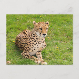 Wildlife Cheetah Lying Down Postcard