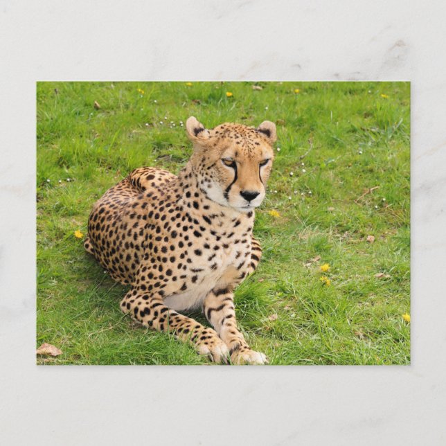 Wildlife Cheetah Lying Down Postcard (Front)