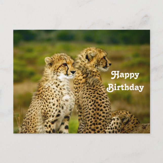 Wildlife Cheetah Photo Birthday Postcard (Front)