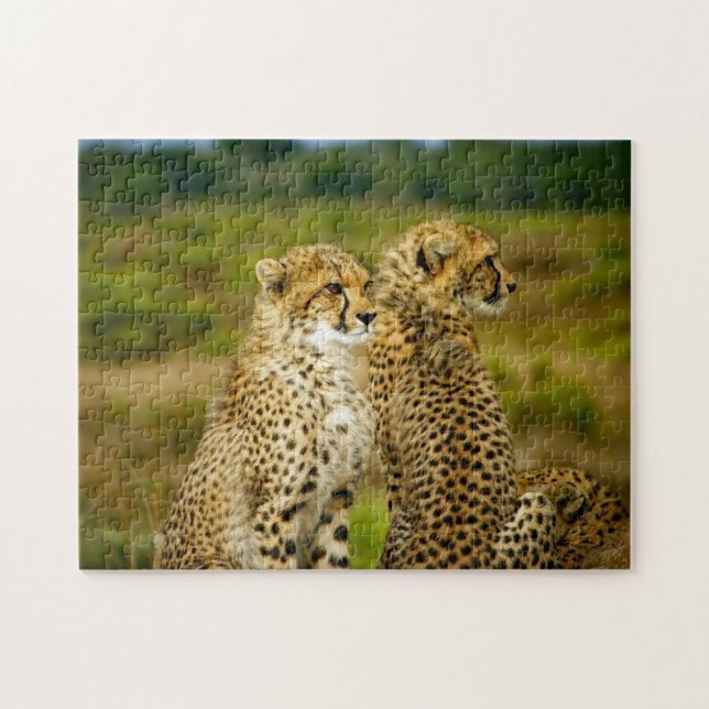 Wildlife Cheetah Photo Jigsaw Puzzle (Horizontal)