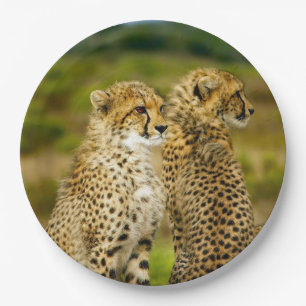 Wildlife Cheetah Photo Paper Plate