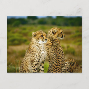 Wildlife Cheetah Photo Postcard