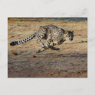 Wildlife Cheetah Running Photo Postcard