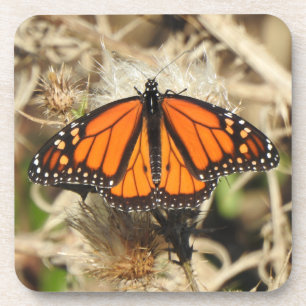 Wildlife coaster set, Monarch butterfly, nature