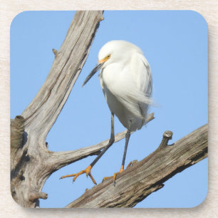 Wildlife coaster set, snowy egret, birds, nature