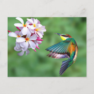 Wildlife Colourful Bee Eater Floral Photo Postcard