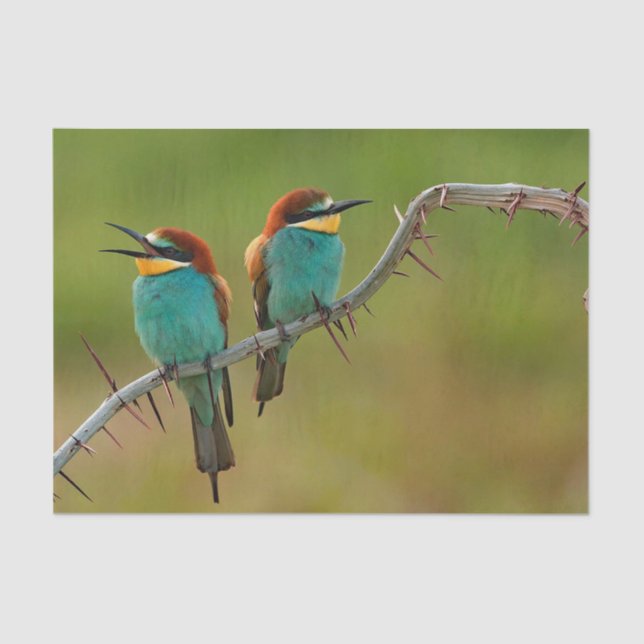 Wildlife Colourful Bee Eater Photo Tissue Paper (Front)