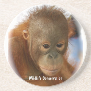 Wildlife Conservation Coaster