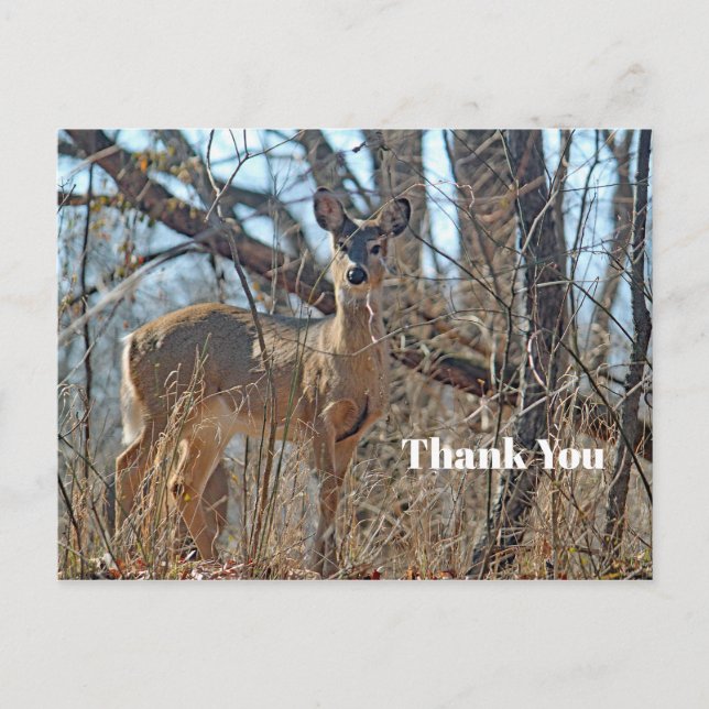 Wildlife Deer Woods Photo Thank You Postcard (Front)