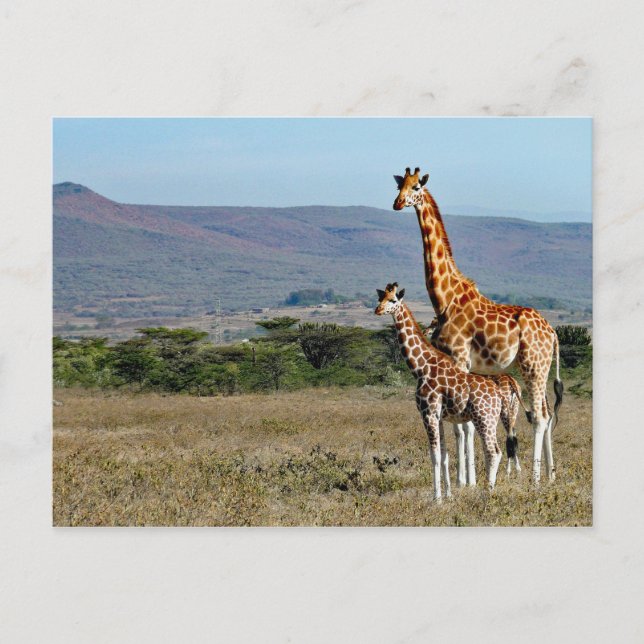 Wildlife Giraffe Mother and Baby Photo Postcard (Front)