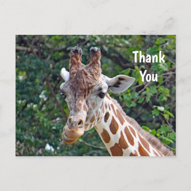 Wildlife Giraffe Photo Thank You Postcard (Front)
