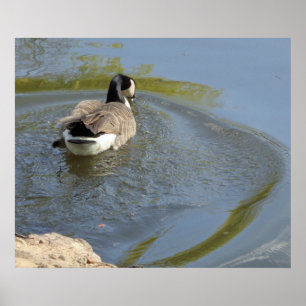 Wildlife Goose swimming in Lake, Water Circle Poster