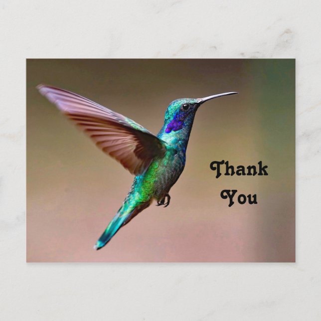 Wildlife Green Hummingbird Photo Thank You Postcard (Front)
