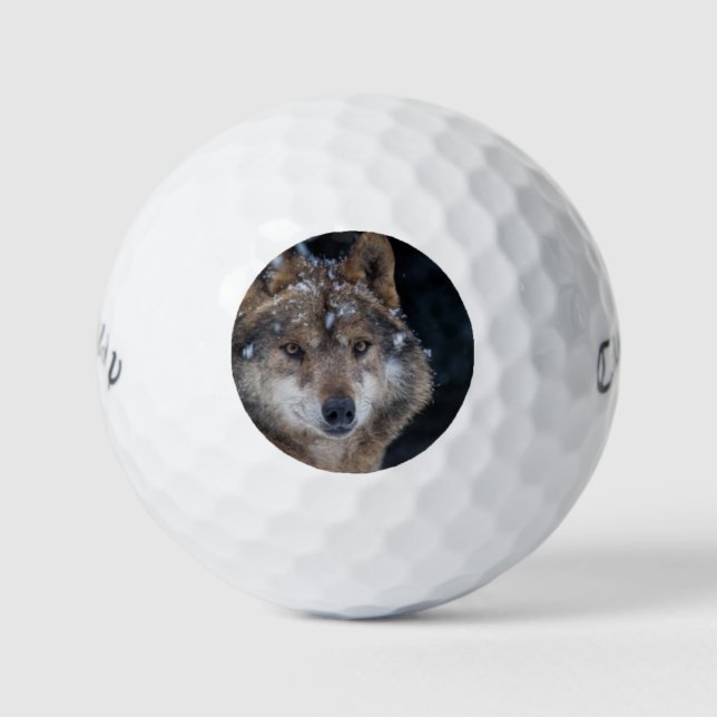Wildlife Grey Wolf Wilderness Wolf Golf Balls (Front)