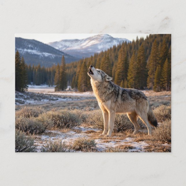 Wildlife Howling Grey Wolf Postcard (Front)
