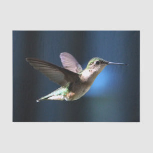 Wildlife Hummingbird Photo Tissue Paper