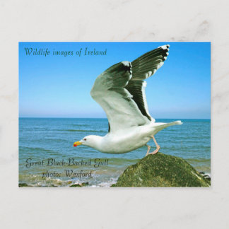 Wildlife images for postcard