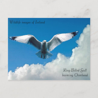 Wildlife images for postcard