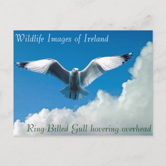 Wildlife images for postcard