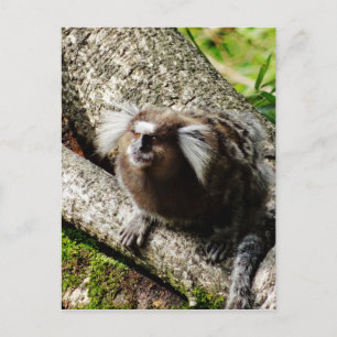 Wildlife in Rio Postcard