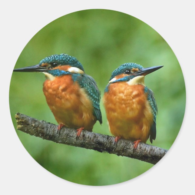 Wildlife Kingfisher Photo Classic Round Sticker (Front)