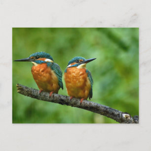 Wildlife Kingfisher Photo Postcard
