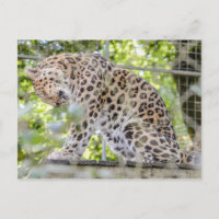 Wildlife Leopard Jungle Photograph