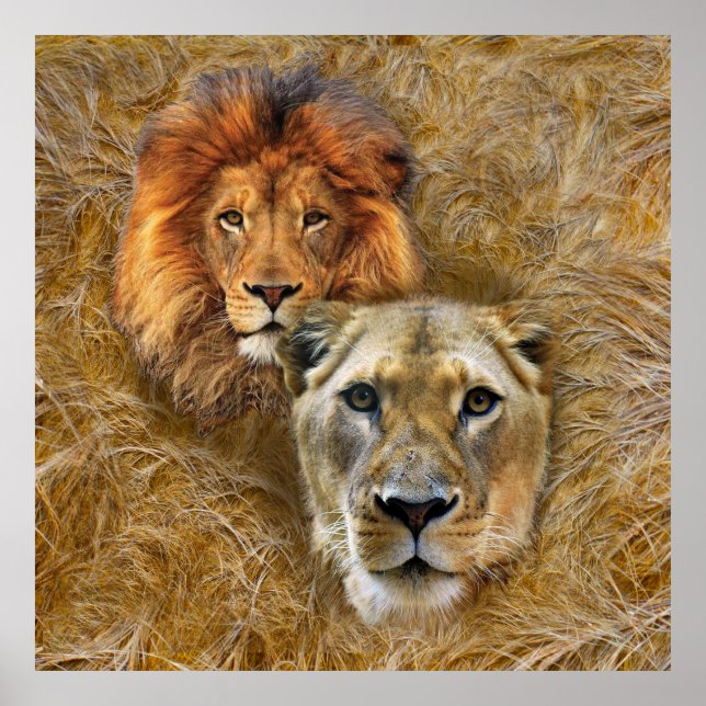 Wildlife- Lion & Lioness Poster (Front)