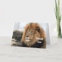 Wildlife Lion Photo