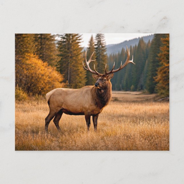 Wildlife Majestic Elk Forest  Postcard (Front)