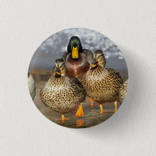 Wildlife Mallard Ducks Photo 3 Cm Round Badge