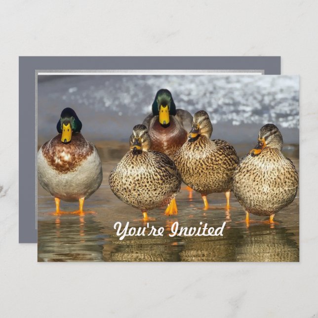 Wildlife Mallard Ducks Photo Birthday Invitation (Front/Back)