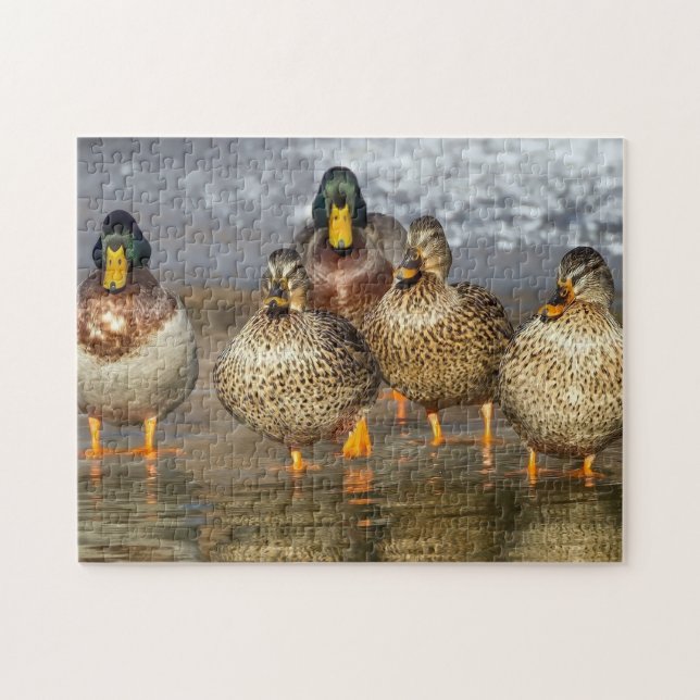 Wildlife Mallard Ducks Photo Jigsaw Puzzle (Horizontal)