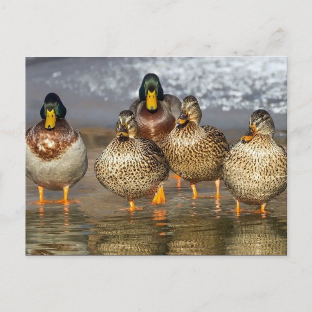Wildlife Mallard Ducks Photo Postcard (Front)