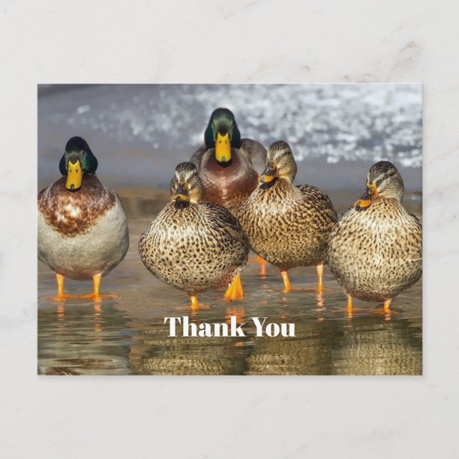 Wildlife Mallard Ducks Photo Thank You Postcard (Front)
