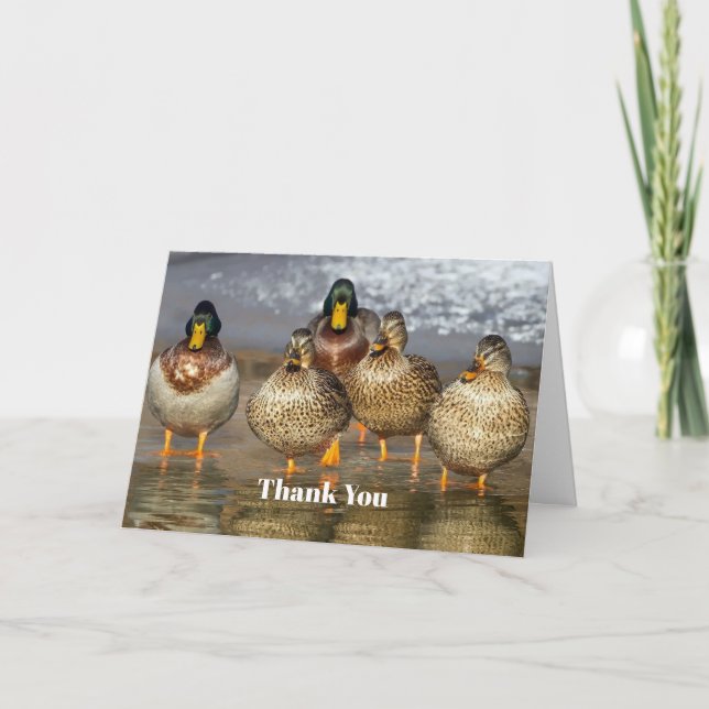 Wildlife Mallard Ducks Thank You Card (Front)