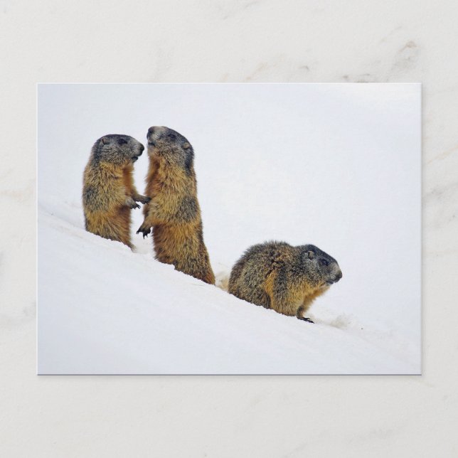 Wildlife Marmots Snow Photo Postcard (Front)