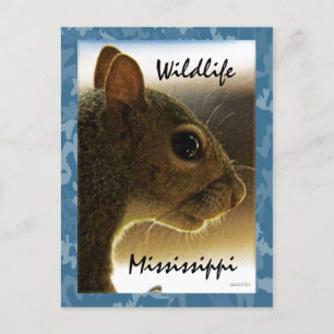 Wildlife Mississippi Grey Squirrel Postcard