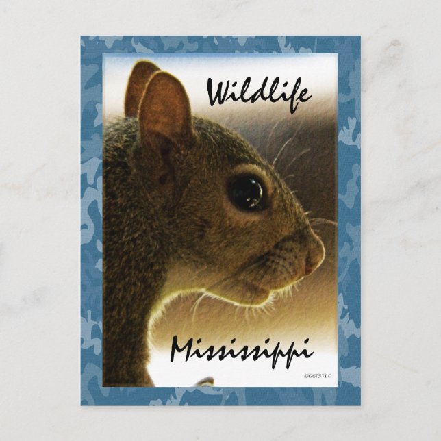 Wildlife Mississippi Grey Squirrel Postcard (Front)