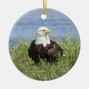Wildlife ornament, bald eagle, nature, wild birds ceramic tree decoration