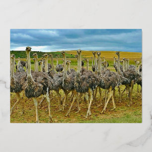 Wildlife Ostrich Flock Gold Birthday