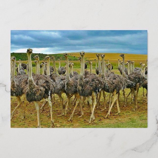 Wildlife Ostrich Flock Gold Birthday (Back)