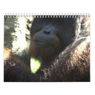 Wildlife Photography 2011 Calendar