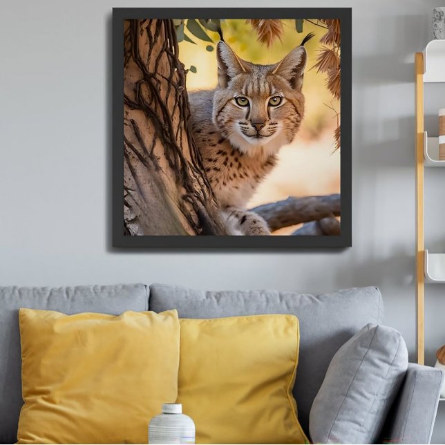 Wildlife Photography Closeup of Bobcat Poster (Creator Uploaded)